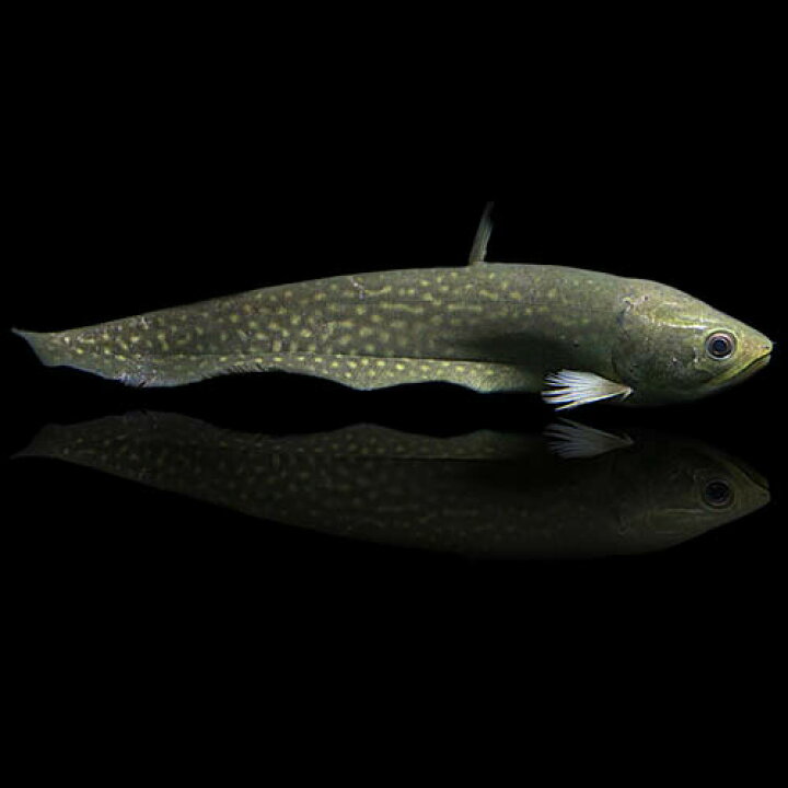 楽天市場 熱帯魚 生体 アロワナナイフ アファー 約20cm 1匹 水槽 熱帯魚 観賞魚 飼育 生体 通販 販売 アクアリウム あくありうむ 小型 ネオス 楽天市場店 楽天市場 熱帯魚 生体 アロワナナイフ アファー 約20cm 1匹 水槽 熱帯魚 観賞魚 飼育 生体 通販 販売 アクアリウム あくありうむ 小型 ネオス 楽天市場店