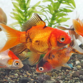 楽天市場 金魚 熱帯魚 アクアリウム ペット ペットグッズ の通販