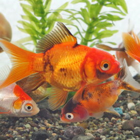 (金魚 生体)ミックス金魚【国産】（約3-5cm）（10匹）オタマ金魚ミックス【水槽/熱帯魚/観賞魚/飼育】【生体】【通販/販売】【アクアリウム/あくありうむ】【小型】