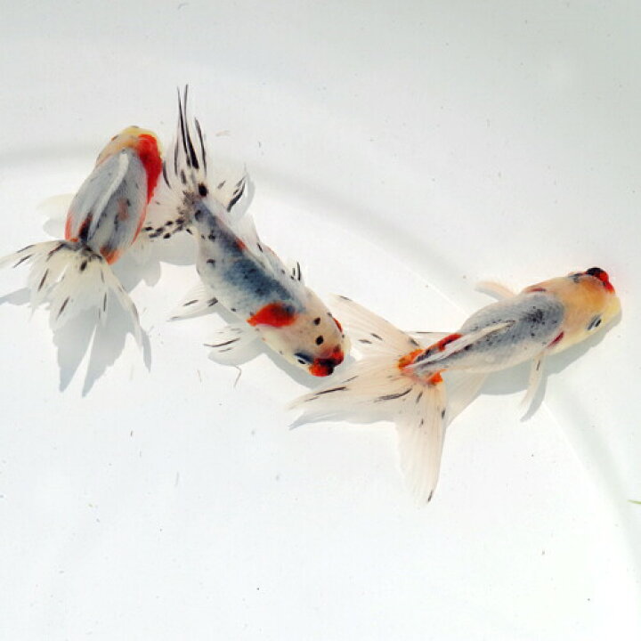 楽天市場】(金魚 生体)国産 鈴木系 東錦（約6cm）（1匹）【水槽 