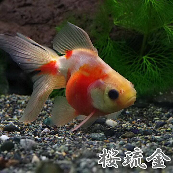 楽天市場】(金魚 生体)桜琉金 （約7-8cm）（1匹）【水槽/熱帯魚 
