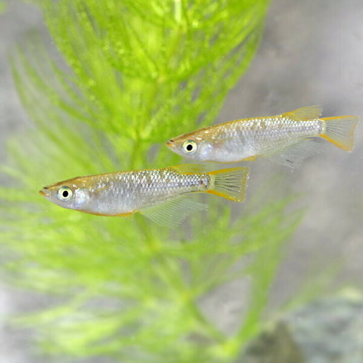 楽天市場 琥珀ラメレインボー メダカ 約２ ３cm ５匹 水槽 熱帯魚 観賞魚 飼育 生体 通販 販売 アクアリウム あくありうむ 小型 ネオス 楽天市場店