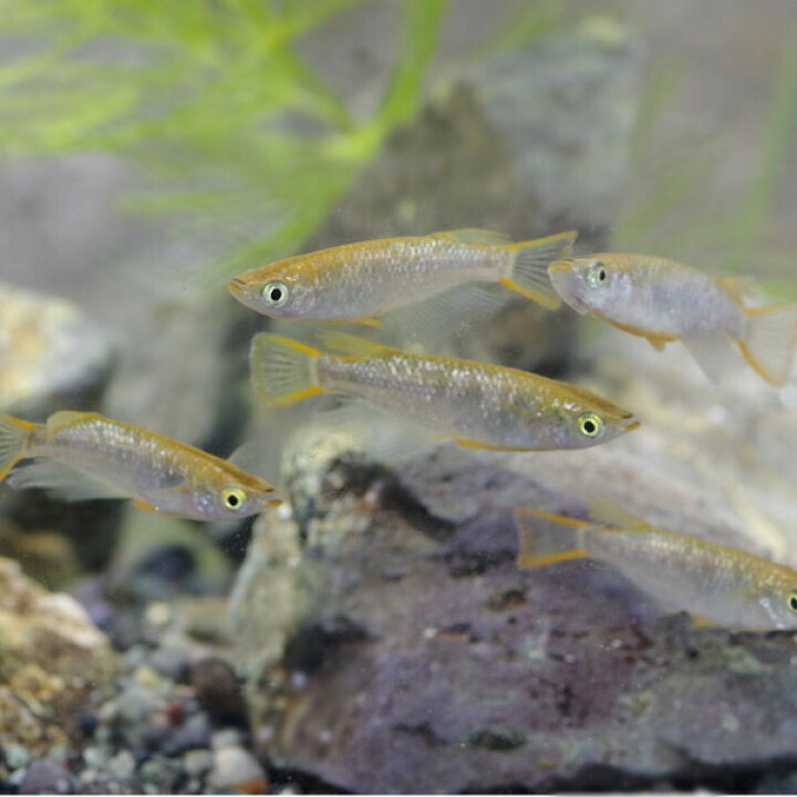 楽天市場 日淡 琥珀ラメレインボー メダカ 約２ ３cm ５匹 水槽 熱帯魚 観賞魚 飼育 生体 通販 販売 アクアリウム あくありうむ 小型 ネオス 楽天市場店