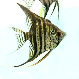 (熱帯魚 生体)ゼブラレースエンゼル　（約4cm）（1匹）【水槽/熱帯魚/観賞魚/飼育】【生体】【通販/販売】【アクアリウム/あくありうむ】【小型】