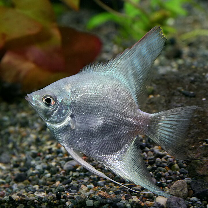 楽天市場 熱帯魚 生体 メタリックブルーエンゼルフィッシュ 約５cm １匹 水槽 熱帯魚 観賞魚 飼育 生体 通販 販売 アクアリウム あくありうむ 小型 ネオス 楽天市場店