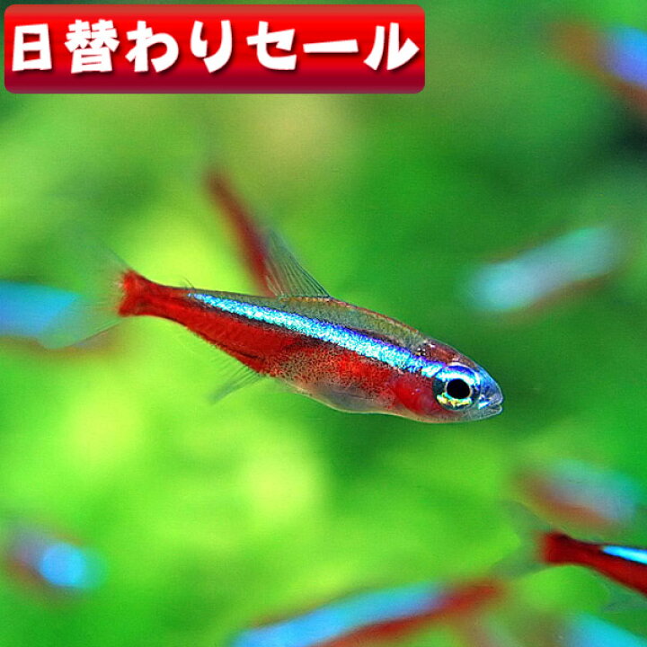 楽天市場 熱帯魚 生体 日替わり限定 カージナルテトラ ブリード Mサイズ 約１ ５ ２cm ５匹 水槽 熱帯魚 観賞魚 飼育 通販 販売 アクアリウム あくありうむ 小型 ネオス 楽天市場店