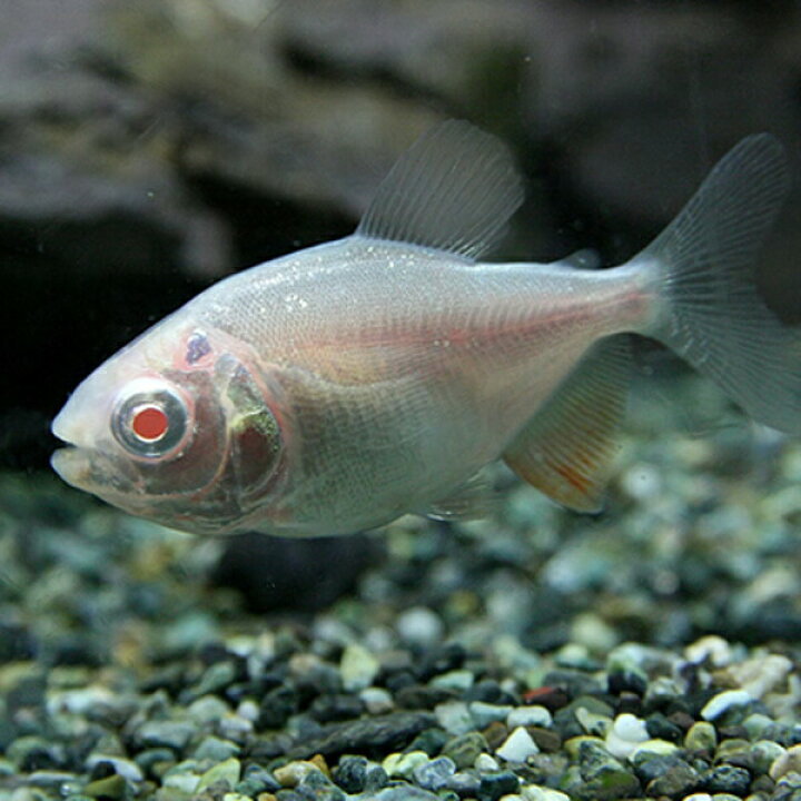 楽天市場 熱帯魚 生体 アルビノレッドコロソマ 約４cm １匹 水槽 熱帯魚 観賞魚 飼育 生体 通販 販売 アクアリウム あくありうむ 小型 ネオス 楽天市場店