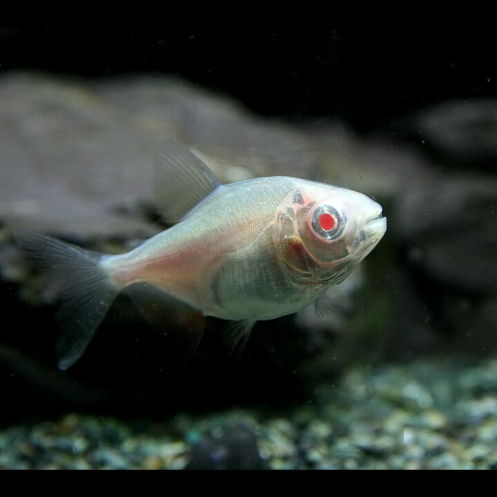 楽天市場】(熱帯魚 生体)アルビノレッドコロソマ （約4cm）（1匹  