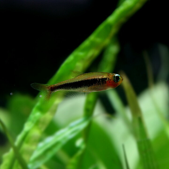 楽天市場 熱帯魚 生体 トゥッカーノテトラ 約１ ５cm １匹 水槽 熱帯魚 観賞魚 飼育 生体 通販 販売 アクアリウム あくありうむ ネオス 楽天市場店