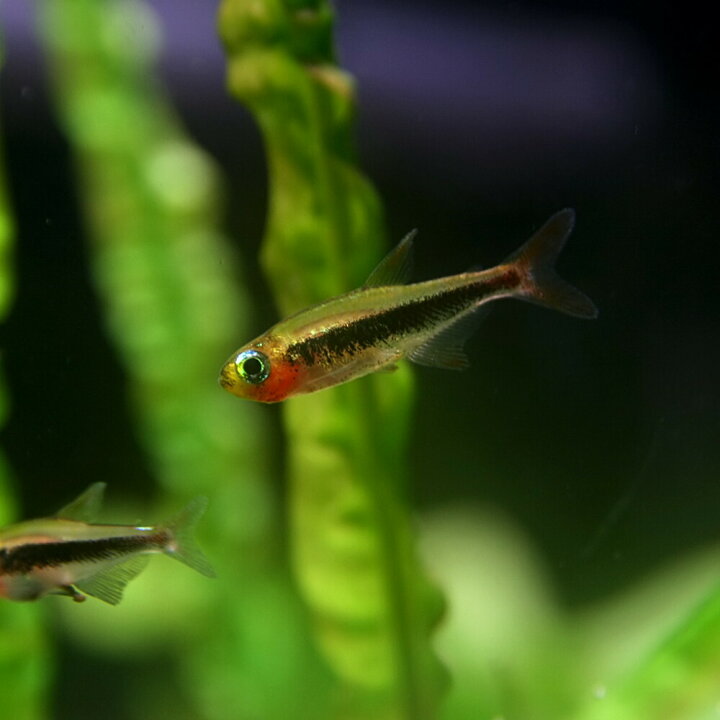 楽天市場 熱帯魚 生体 トゥッカーノテトラ 約１ ５cm １匹 水槽 熱帯魚 観賞魚 飼育 生体 通販 販売 アクアリウム あくありうむ 小型 ネオス 楽天市場店