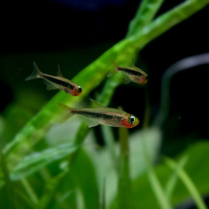 楽天市場 熱帯魚 生体 トゥッカーノテトラ 約１ ５cm １匹 水槽 熱帯魚 観賞魚 飼育 生体 通販 販売 アクアリウム あくありうむ 小型 ネオス 楽天市場店