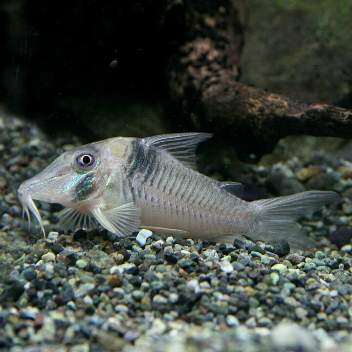楽天市場 熱帯魚 生体 コリドラス ロンドニア ロングノーズ 約5cm 1匹 水槽 熱帯魚 観賞魚 飼育 生体 通販 販売 アクアリウム あくありうむ 小型 ネオス 楽天市場店 楽天市場 熱帯魚 生体 コリドラス ロンドニア ロングノーズ 約5cm 1匹 水槽 熱帯魚 観賞魚 飼育 生体 通販 販売 アクアリウム あくありうむ 小型 ネオス 楽天市場店
