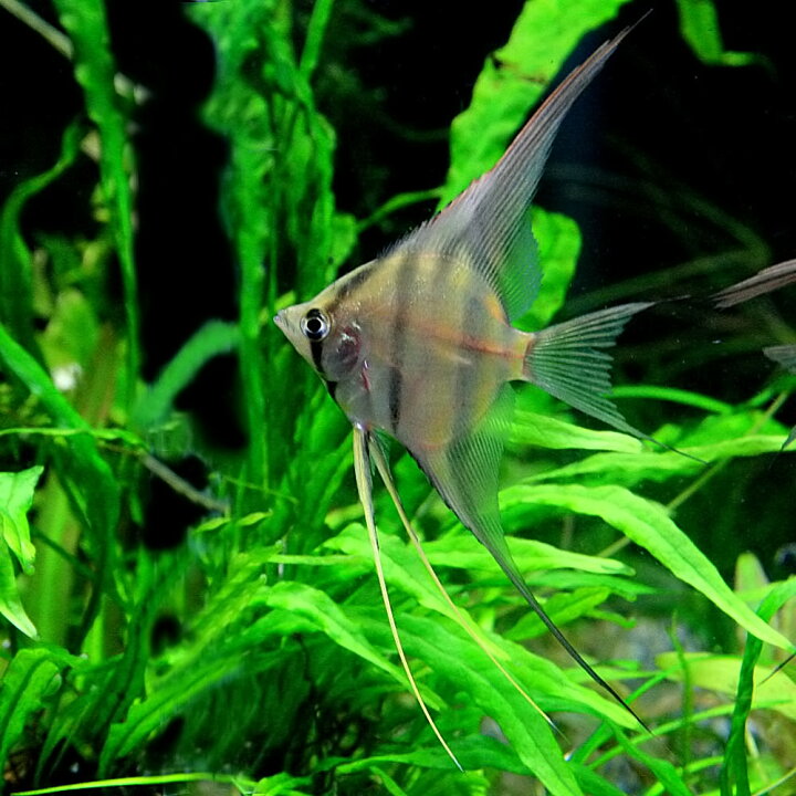 楽天市場 熱帯魚 生体 ペルー アルタムエンゼル ワイルド 約3cm 1匹 水槽 熱帯魚 観賞魚 飼育 生体 通販 販売 アクアリウム あくありうむ 小型 ネオス 楽天市場店 楽天市場 熱帯魚 生体 ペルー アルタムエンゼル ワイルド 約3cm 1匹 水槽 熱帯魚 観賞魚 飼育 生体 通販 販売 アクアリウム あくありうむ 小型 ネオス 楽天市場店