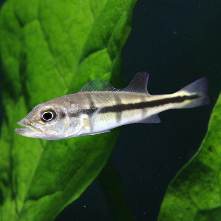 楽天市場】(熱帯魚 生体)キクラ インターメディア （約6cm  