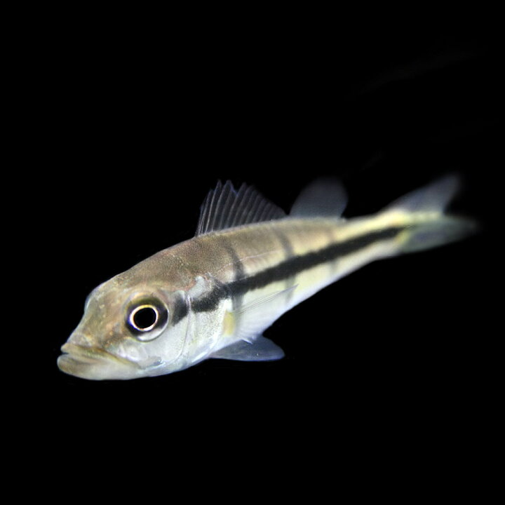 楽天市場】(熱帯魚 生体)キクラ インターメディア （約6cm）（1匹 