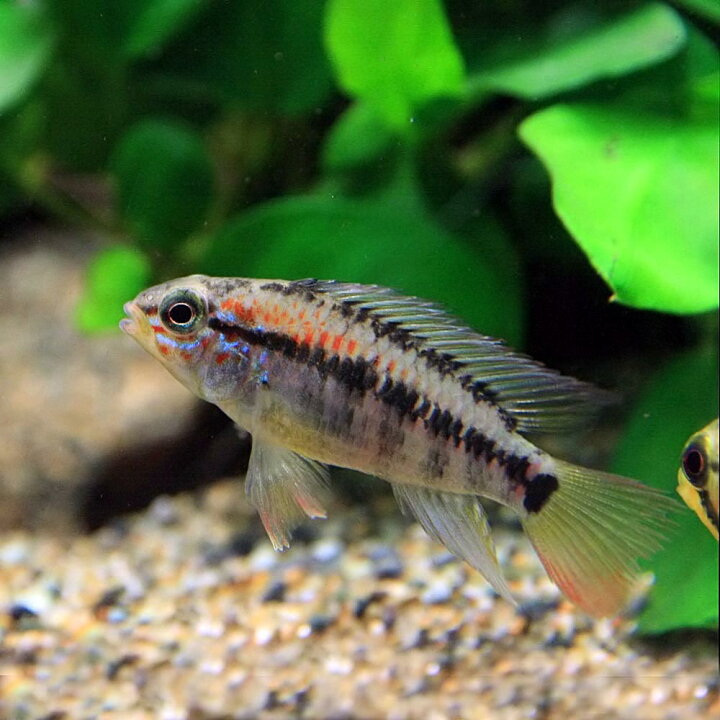 楽天市場 熱帯魚 生体 アピストグラマ マコマステリー 約５cm １ペア 水槽 熱帯魚 観賞魚 飼育 生体 通販 販売 アクアリウム あくありうむ 小型 ネオス 楽天市場店
