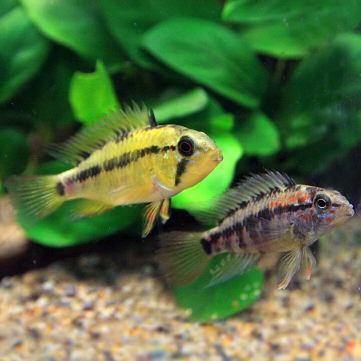 楽天市場 熱帯魚 生体 アピストグラマ マコマステリー 約５cm １ペア 水槽 熱帯魚 観賞魚 飼育 生体 通販 販売 アクアリウム あくありうむ 小型 ネオス 楽天市場店