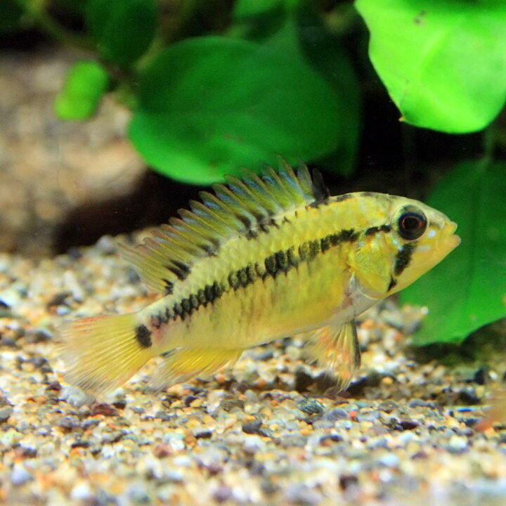 楽天市場 熱帯魚 生体 アピストグラマ マコマステリー 約５cm １ペア 水槽 熱帯魚 観賞魚 飼育 生体 通販 販売 アクアリウム あくありうむ 小型 ネオス 楽天市場店