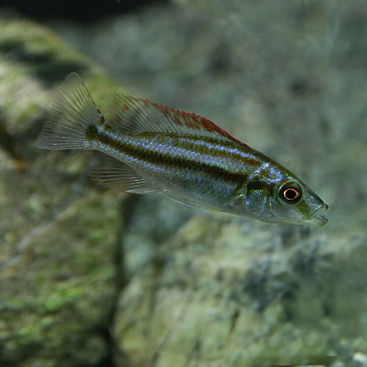 楽天市場】(熱帯魚 生体)ディミディオクロミス コンプレシケプス （約 