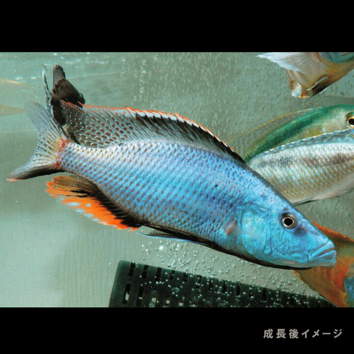 楽天市場】(熱帯魚 生体)ディミディオクロミス コンプレシケプス （約 