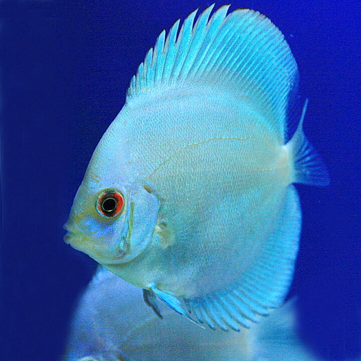 楽天市場 熱帯魚 生体 オーシャングリーンディスカス ペナン 約５cm １匹 水槽 熱帯魚 観賞魚 飼育 生体 通販 販売 アクアリウム あくありうむ 小型 ネオス 楽天市場店