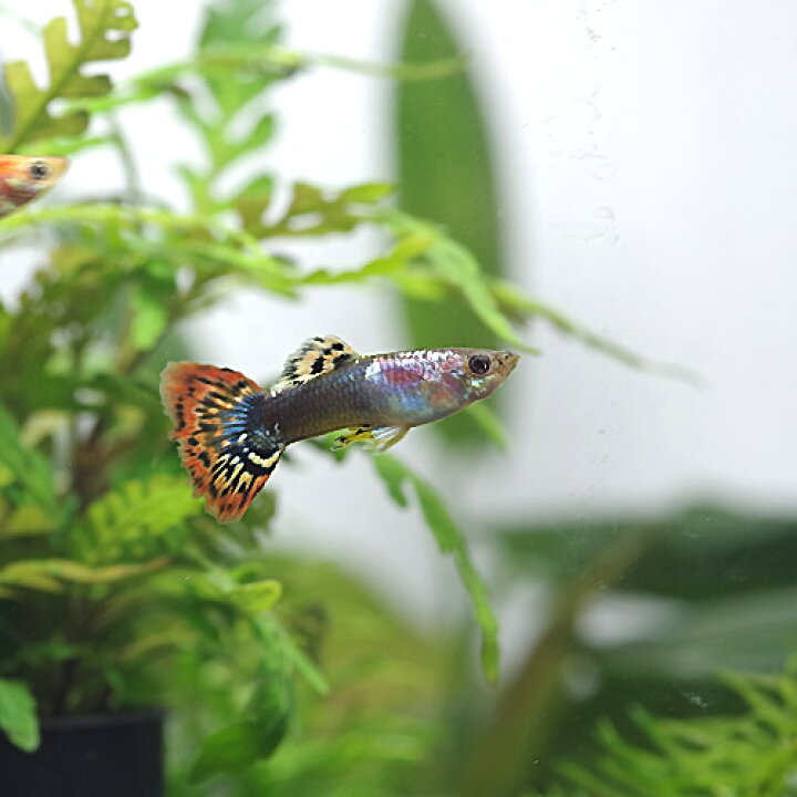 楽天市場 熱帯魚 生体 マルチタキシードグッピー 外国産 約３cm ３ペア 水槽 熱帯魚 観賞魚 飼育 生体 通販 販売 アクアリウム あくありうむ 小型 ネオス 楽天市場店