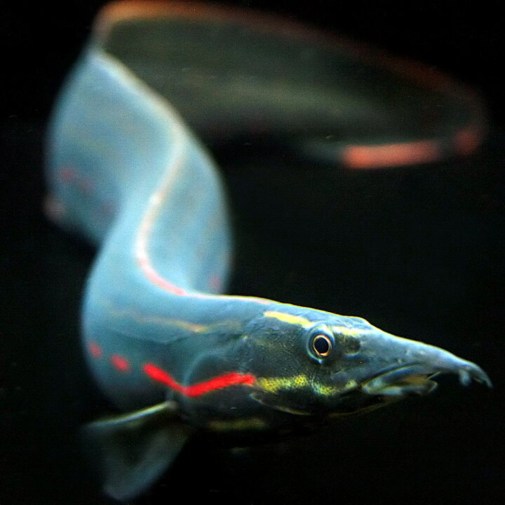楽天市場】(熱帯魚)( オススメ)ファイヤースパイニーイール （約10cm 
