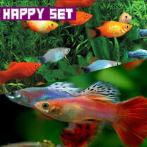 楽天市場】グッピー 飼育セット（熱帯魚・アクアリウム｜ペット 