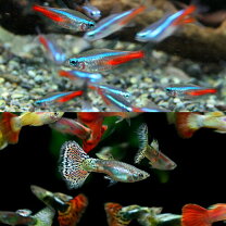 楽天市場】グッピー ネオンテトラ生体（観賞魚｜熱帯魚・アクアリウム 