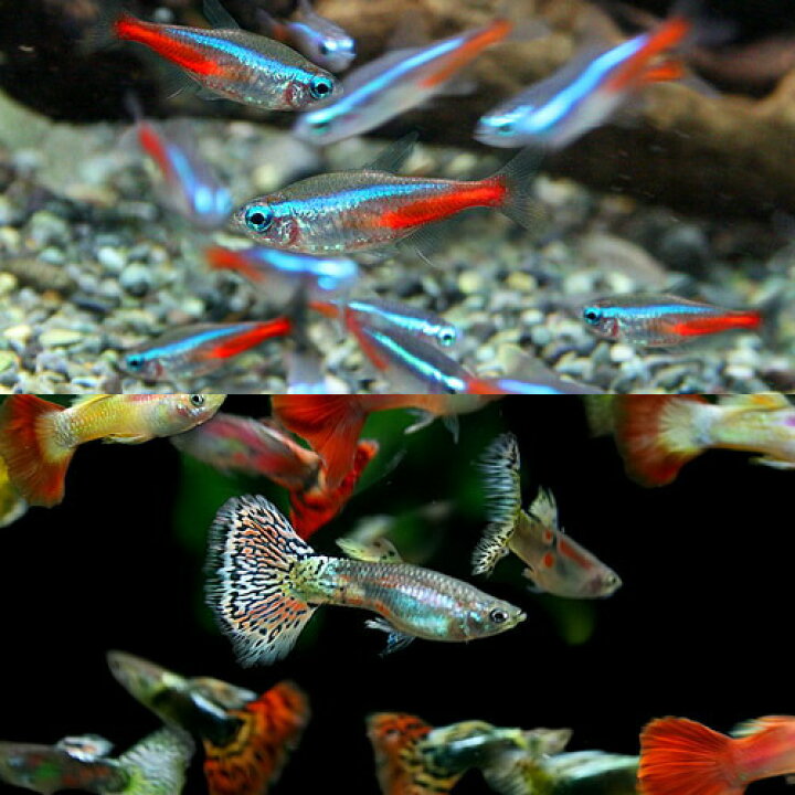 楽天市場】(熱帯魚 生体)ネオンテトラ（SMサイズ 約1.5-2cm  