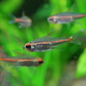 (熱帯魚 生体)グローライトテトラ　（約2cm）（10匹）【水槽/熱帯魚/観賞魚/飼育】【生体】【通販/販売】【アクアリウム/あくありうむ】【小型】