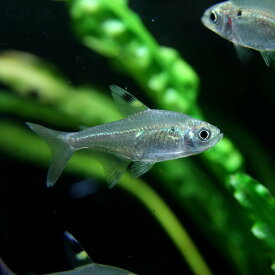 楽天市場 熱帯魚 販売の通販