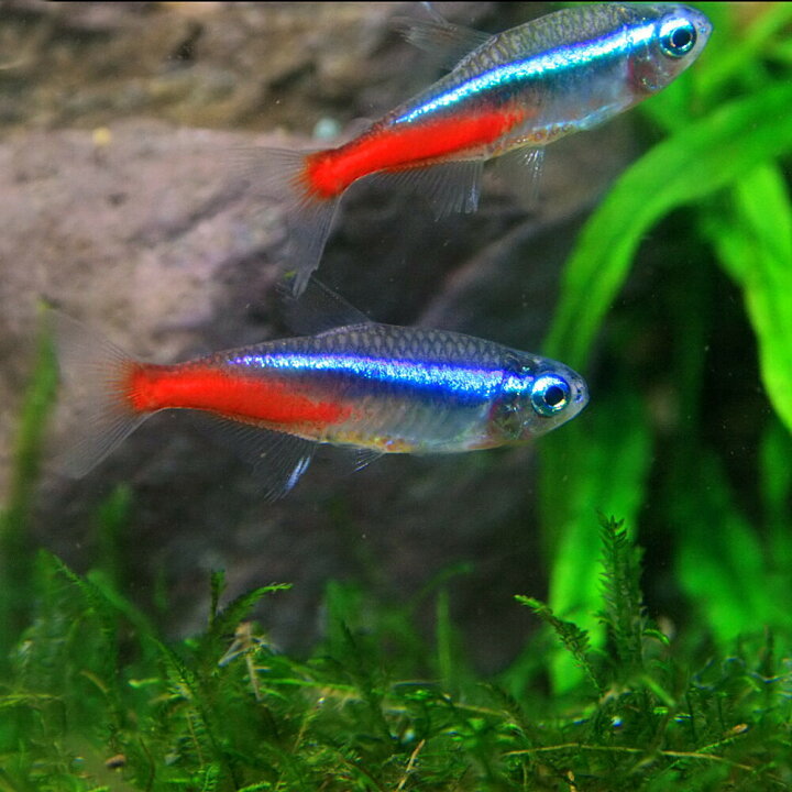 楽天市場 熱帯魚 生体 ネオンテトラ ｌサイズ 約２ ２ ５cm １０匹 水槽 熱帯魚 観賞魚 飼育 生体 通販 販売 アクアリウム あくありうむ 小型 ネオス 楽天市場店