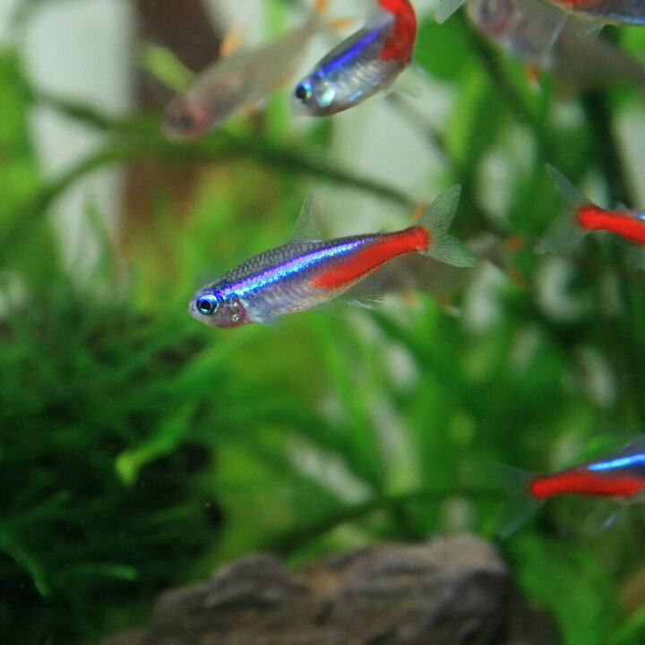 楽天市場 熱帯魚 生体 ネオンテトラ ｌサイズ 約２ ２ ５cm １０匹 水槽 熱帯魚 観賞魚 飼育 生体 通販 販売 アクアリウム あくありうむ 小型 ネオス 楽天市場店