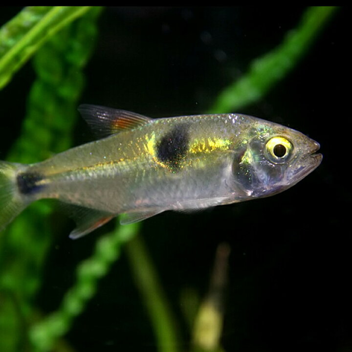 楽天市場 熱帯魚 生体 エクソドン 約６cm １匹 水槽 熱帯魚 観賞魚 飼育 生体 通販 販売 アクアリウム あくありうむ 小型 ネオス 楽天市場店