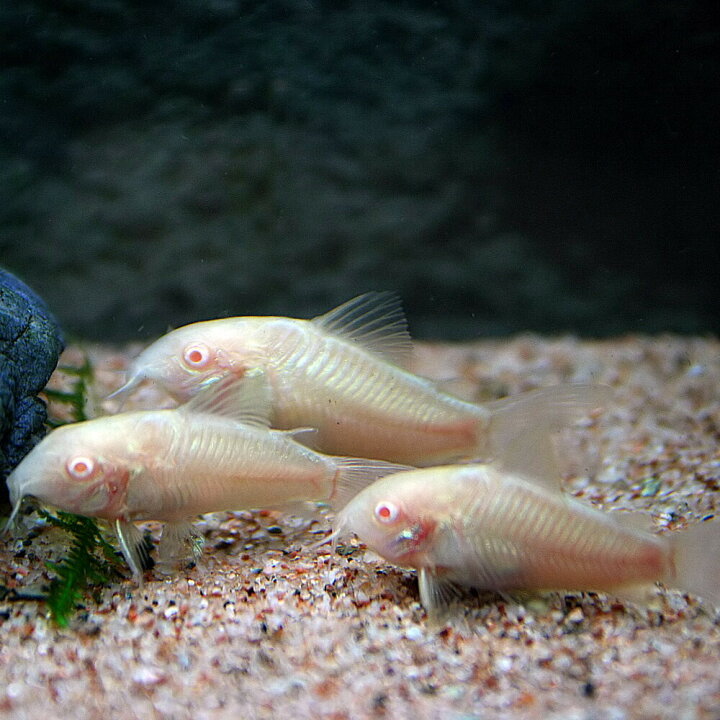楽天市場 熱帯魚 生体 白コリ コリドラス アルビノアエネウス 約３cm ３匹 水槽 熱帯魚 観賞魚 飼育 生体 通販 販売 アクアリウム あくありうむ ネオス 楽天市場店