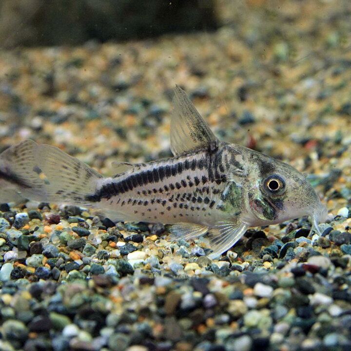 楽天市場 熱帯魚 生体 コリドラス ロクソゾナス 約3cm 1匹 水槽 熱帯魚 観賞魚 飼育 生体 通販 販売 アクアリウム あくありうむ 小型 ネオス 楽天市場店 楽天市場 熱帯魚 生体 コリドラス ロクソゾナス 約3cm 1匹 水槽 熱帯魚 観賞魚 飼育 生体 通販 販売 アクアリウム あくありうむ 小型 ネオス 楽天市場店