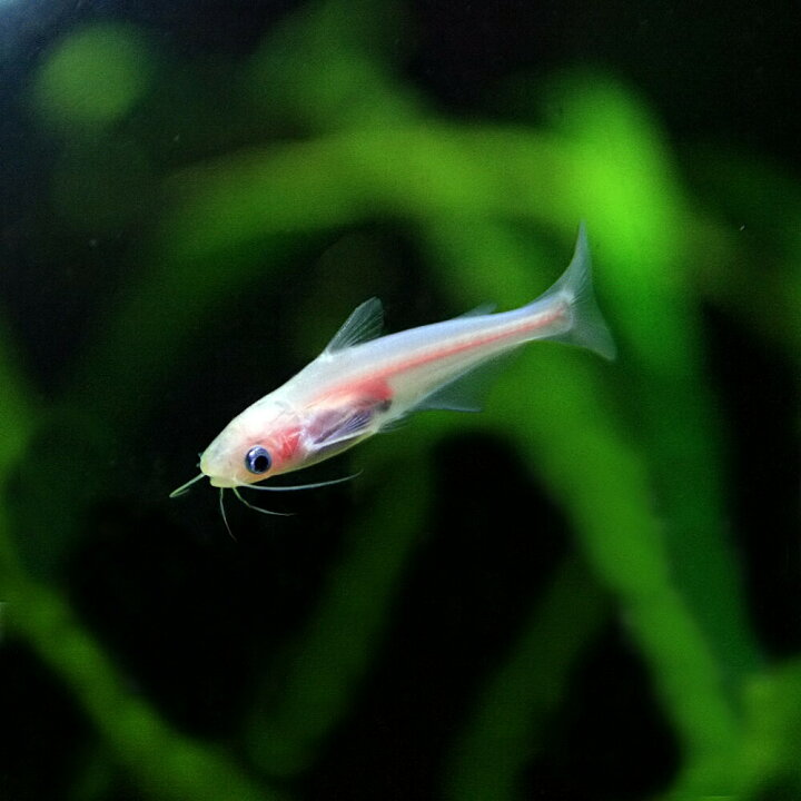楽天市場】(熱帯魚 生体)白カイヤン （約3-6cm）（1匹）【水槽 