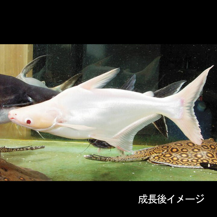 楽天市場】(熱帯魚 生体)白カイヤン （約3-6cm）（1匹）【水槽 