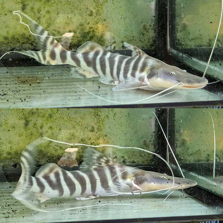 楽天市場】(熱帯魚 生体)ゼブラキャット （約25cm）（1匹）【水槽  