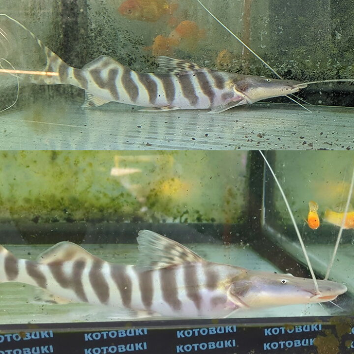楽天市場】(熱帯魚 生体)ゼブラキャット （約25cm）（1匹）【水槽 