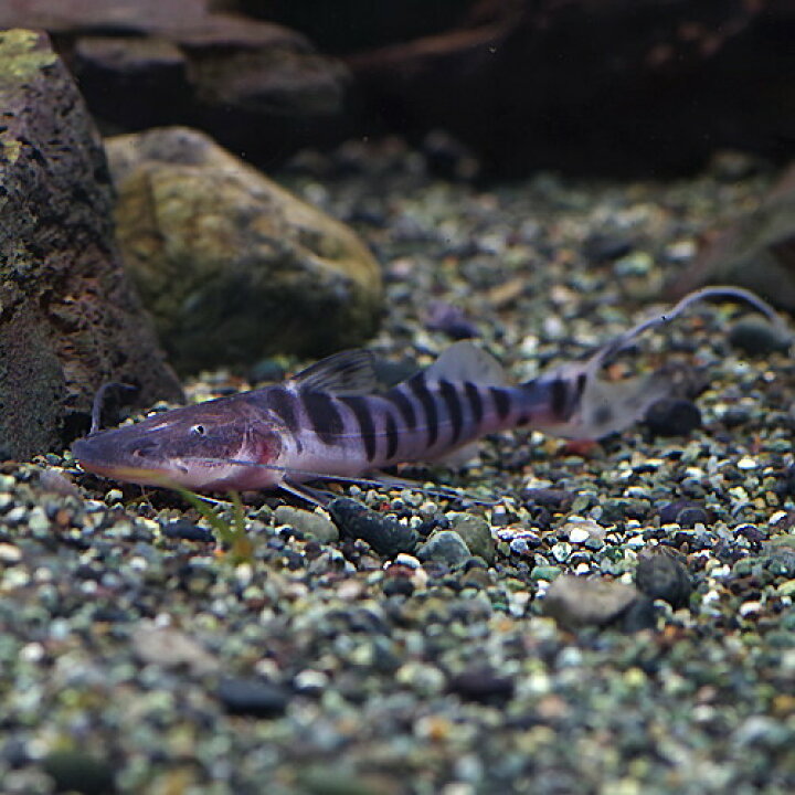 楽天市場】(熱帯魚 生体)ゼブラキャット （約25cm）（1匹）【水槽 