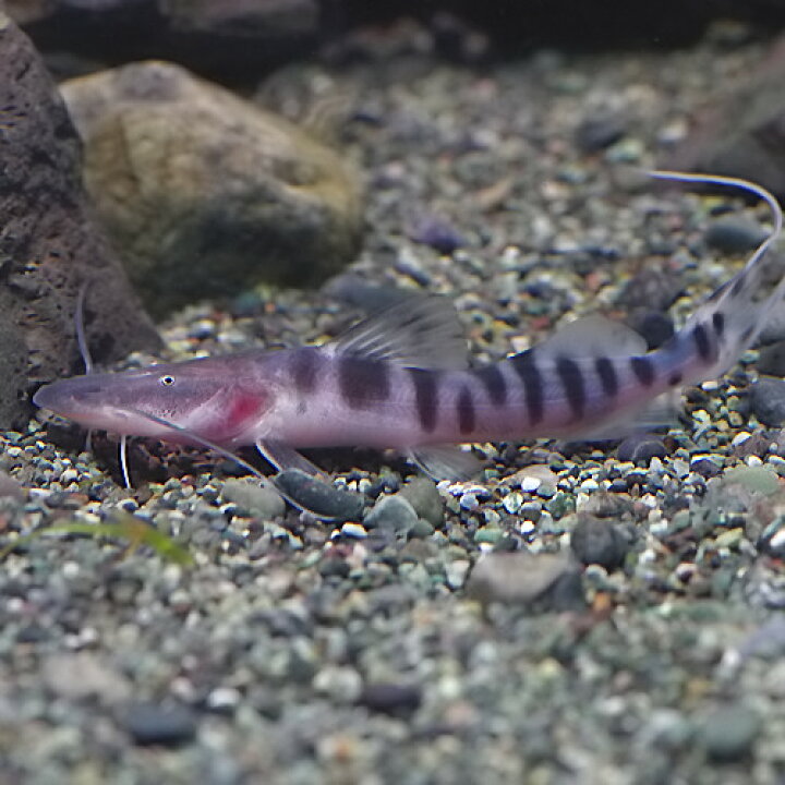 楽天市場】(熱帯魚 生体)ゼブラキャット （約25cm）（1匹）【水槽 