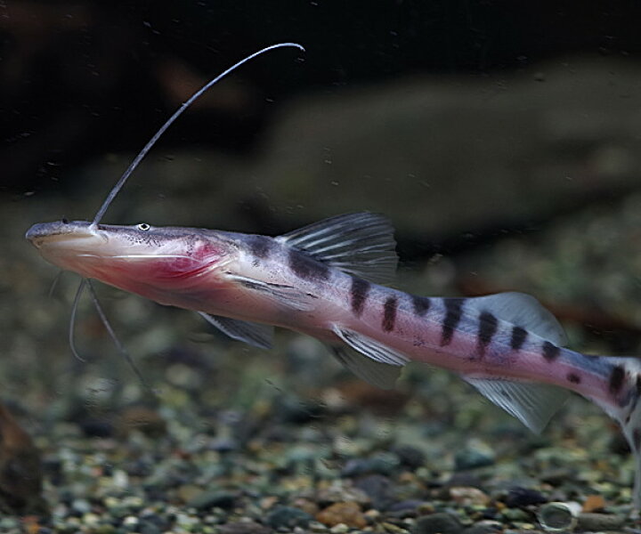 楽天市場】(熱帯魚 生体)ゼブラキャット （約25cm）（1匹）【水槽 