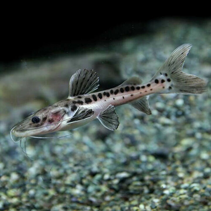 楽天市場】(熱帯魚 生体)レッドテールタイガーシャベルノーズキャット 