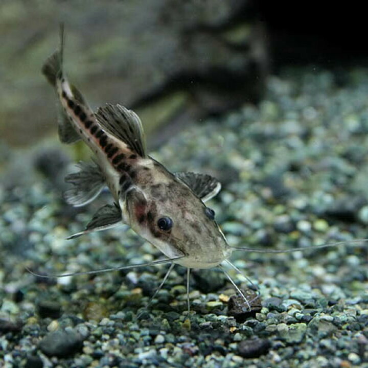 楽天市場】(熱帯魚 生体)レッドテールタイガーシャベルノーズキャット 