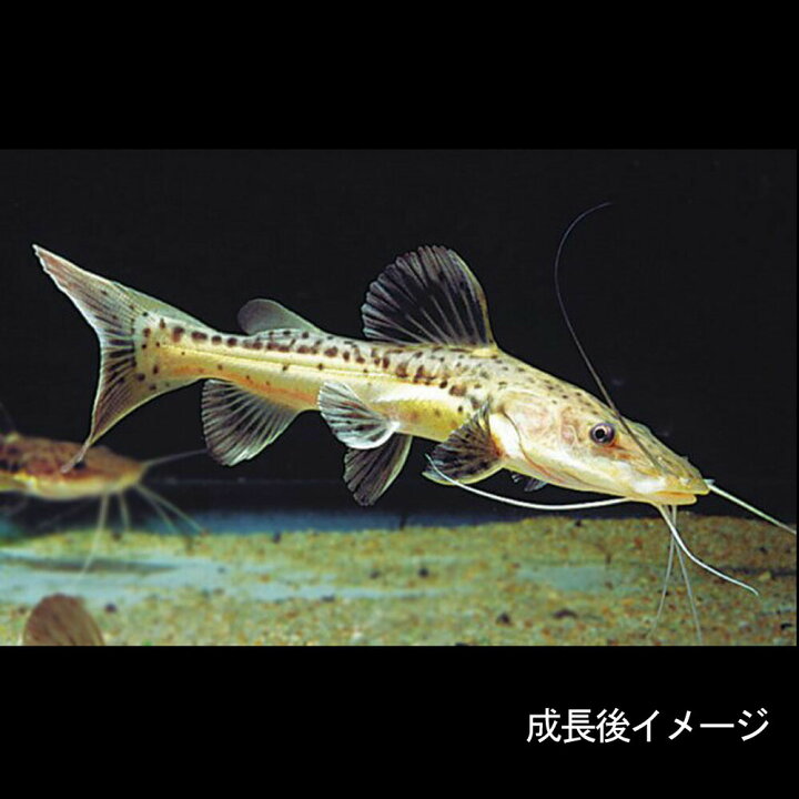楽天市場】(熱帯魚 生体)レッドテールタイガーシャベルノーズキャット 