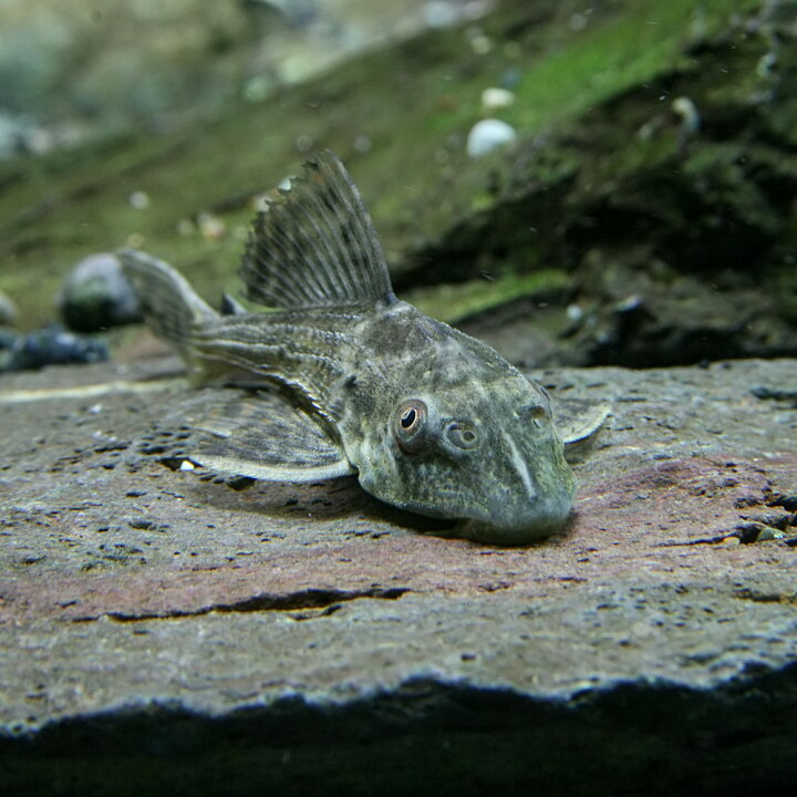 楽天市場 熱帯魚 プレコ サッカープレコ ヒポプレコ 約５cm ３匹 水槽 熱帯魚 観賞魚 飼育 生体 通販 販売 アクアリウム あくありうむ 小型 ネオス 楽天市場店