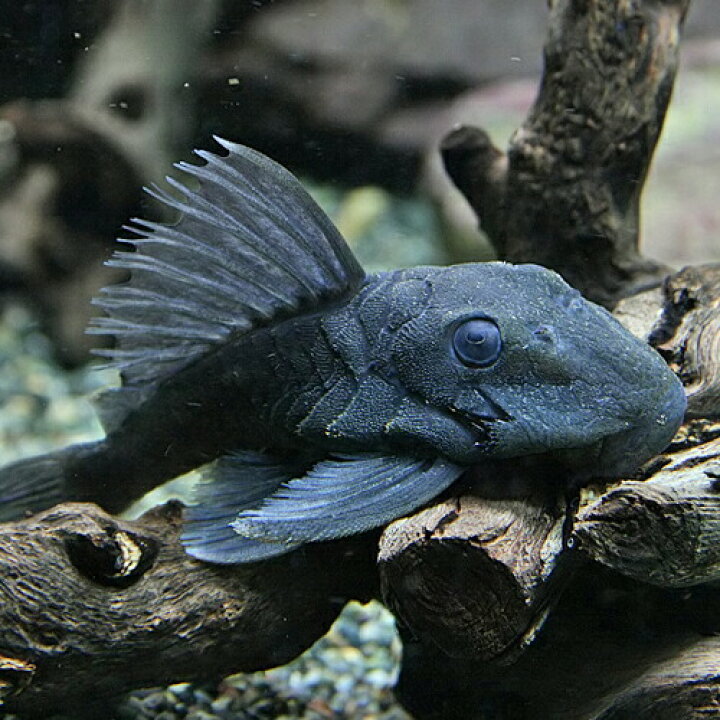 楽天市場 熱帯魚 生体 ブルーフィンパナクエ 約７cm １匹 水槽 熱帯魚 観賞魚 飼育 生体 通販 販売 アクアリウム あくありうむ 小型 ネオス 楽天市場店