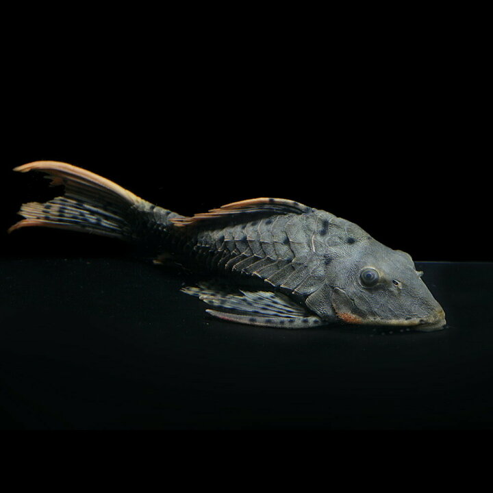 楽天市場】(熱帯魚 生体)オレンジフィンアーマードプレコ （約25cm 